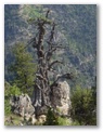 juniper