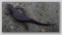 california_newt