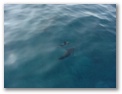 dolphins2