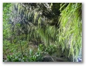 fern grotto3