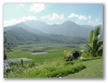 hanelei valley taro fields1
